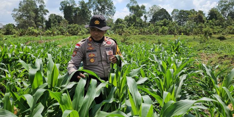 Kapolsek Meliau Tinjau Langsung Perkembangan Tanaman Jagung di Lahan Demplot: Wujud Nyata Komitmen Ketahanan Pangan