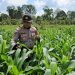 Kapolsek Meliau Tinjau Langsung Perkembangan Tanaman Jagung di Lahan Demplot: Wujud Nyata Komitmen Ketahanan Pangan