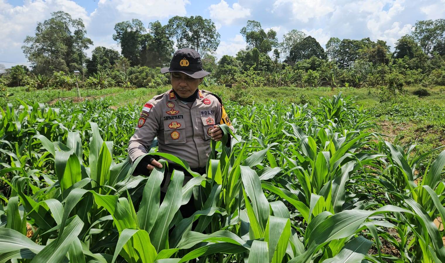 Kapolsek Meliau Tinjau Langsung Perkembangan Tanaman Jagung di Lahan Demplot: Wujud Nyata Komitmen Ketahanan Pangan