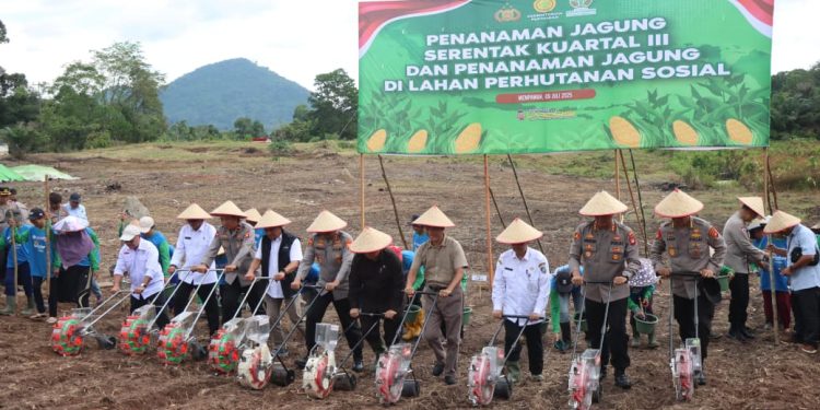 Dukung Ketahanan Pangan Nasional, Polda Kalbar Gelar Penanaman Jagung Serentak Kuartal III di Lahan Hutan Sosial