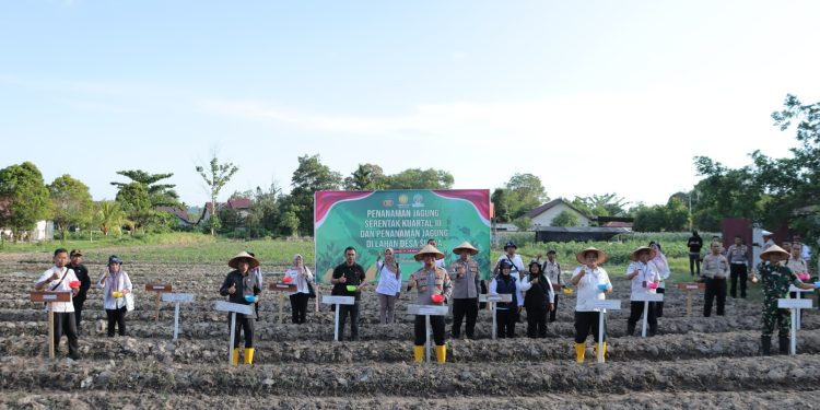 Penanaman Jagung Serentak Kuartal III dan Penanaman di Desa Sutera Dukung Swasembada Pangan 2025