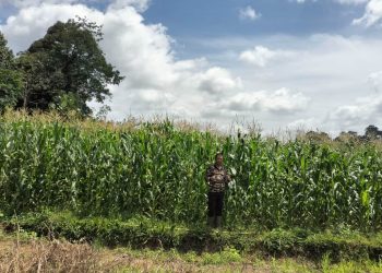 Kapolsek Noyan Pantau Langsung Perawatan Lahan Jagung Demplot 2 Hektare, Pastikan Ketahanan Pangan Terjaga