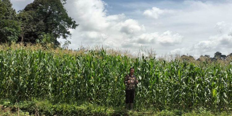 Kapolsek Noyan Pantau Langsung Perawatan Lahan Jagung Demplot 2 Hektare, Pastikan Ketahanan Pangan Terjaga
