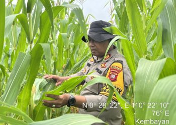Kapolsek Kembayan Tinjau Langsung Lahan Demplot, Pastikan Tanaman Tumbuh Optimal dan Bebas Hama