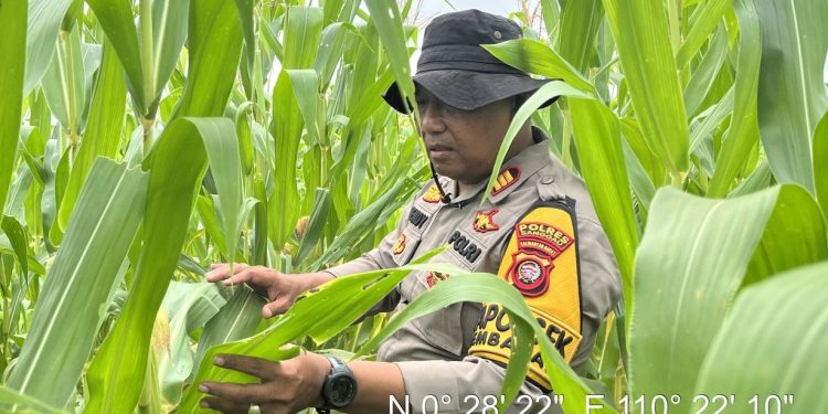 Kapolsek Kembayan Tinjau Langsung Lahan Demplot, Pastikan Tanaman Tumbuh Optimal dan Bebas Hama