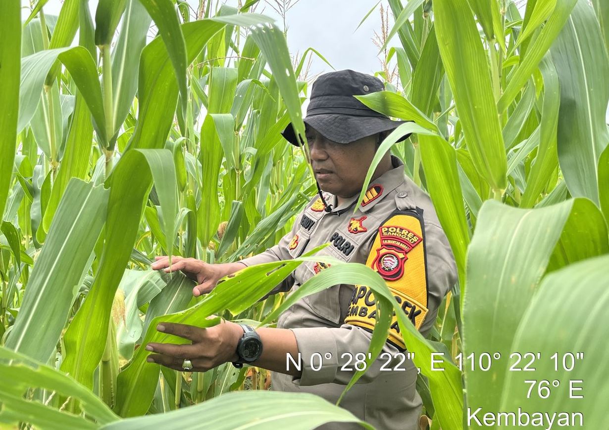 Kapolsek Kembayan Tinjau Langsung Lahan Demplot, Pastikan Tanaman Tumbuh Optimal dan Bebas Hama