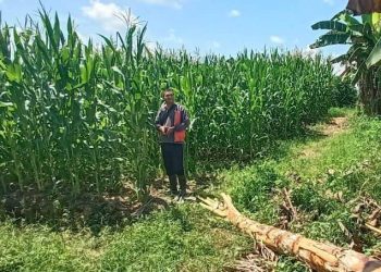 Demplot Polsek Meliau Capai Hasil Maksimal, Tanaman Jagung Sehat dan Subur