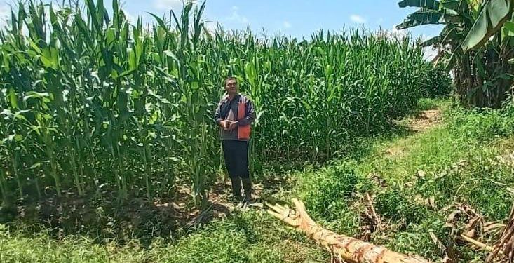Demplot Polsek Meliau Capai Hasil Maksimal, Tanaman Jagung Sehat dan Subur