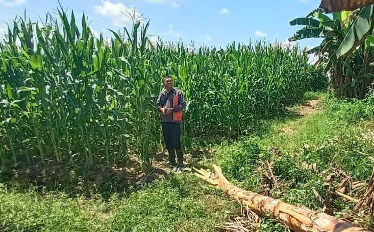 Demplot Polsek Meliau Capai Hasil Maksimal, Tanaman Jagung Sehat dan Subur