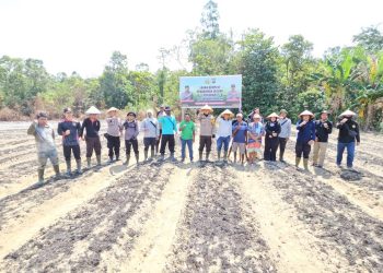 Wujud Nyata Polri Dukung Ketahanan Pangan, Polsek Meliau Tanam Jagung Hibrida di Lahan Demplot Ketiga