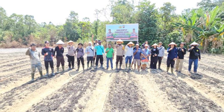 Wujud Nyata Polri Dukung Ketahanan Pangan, Polsek Meliau Tanam Jagung Hibrida di Lahan Demplot Ketiga